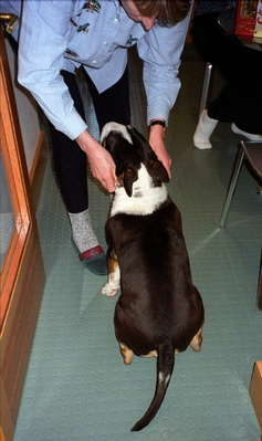 You know us Bull Terriers - we just love attention
Tapa at about 1 year old
Słowa kluczowe: Cathy English Bull Terrier Tapa