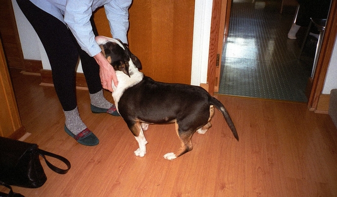 Give me ........
Ключевые слова: Cathy English Bull Terrier Tapa
