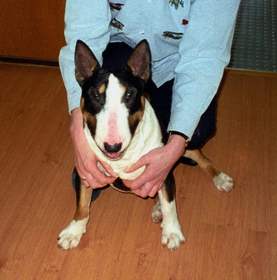 .......... my cuddles
Schlüsselwörter: Cathy English Bull Terrier Tapa