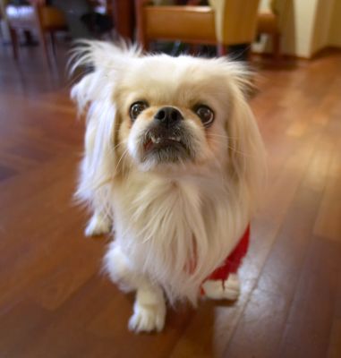 Tiger
A guest at the hotel had her dog with her who lounged around in the lounge.  And yes, Tiger, really is its name!!
Ključne besede: Tiger Pekinese Photokina September 2006