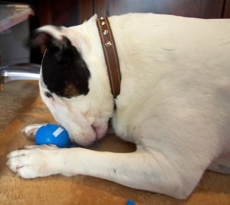 Contemplation
Kiko loves blue balls and we brought this one back from the Photokina Show.  Took him about 30 seconds to destroy it!!
Schlüsselwörter: Kiko English Bull Terrier blue ball