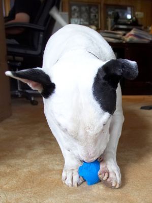 Bent on destruction!
Schlüsselwörter: Kiko English Bull Terrier blue ball