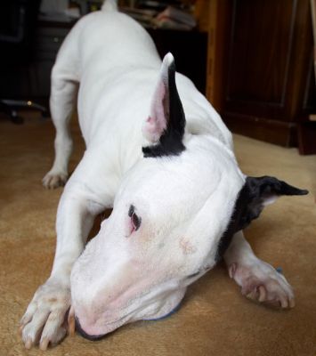 Chowing down!
Keywords: Kiko English Bull Terrier