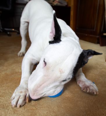 This is proving hard work
Keywords: Kiko English Bull Terrier