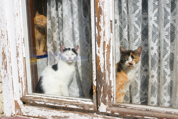 More of those pesky visitors
This house is next to the church in the village of Ulrichstein.  There were cats EVERYWHERE!!  Inside, outside and appearing in every window in this house
Ključne besede: Cat Cats Feline Germany ulrichstein