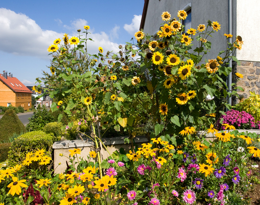 Basking in the sun
Keywords: Flora Flower Flowers Germany koddingen Sunflower Sunflowers