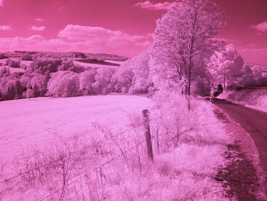 Dig infra red
No, it's not snow - it's an infra red photo
