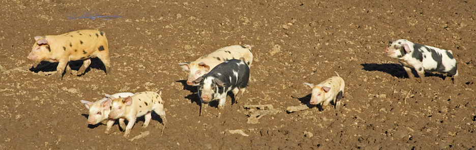 Gloucester Old Spot - Tamworth Piglets
From two litters, born a couple of weeks apart.  It's cute how some look like GOS pigs, and some look more like their father.  Crossing a GOS sow with a Tamworth boar wasn't our idea, and the two sows and their piglets have been abandoned with us.  We are looking for a good home (or homes) for them.
Słowa kluczowe: Gloucester Old Spot GOS pigs Tamworth piglets