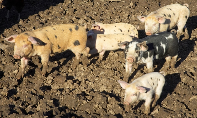 Gloucester Old Spot - Tamworth Cross Piglets
About six or seven months ago a farmer asked if he could bring his two Gloucester Old Spot sows to Lucies Farm so they'd have a litter of Tamworth - GOS piglets.  The farmer visited us several times and then vanished, leaving us with the babies (and their mothers).  These are part of the two combined litters.
Keywords: Tamworth pig Gloucester Old Spot pig GOS litter piglets