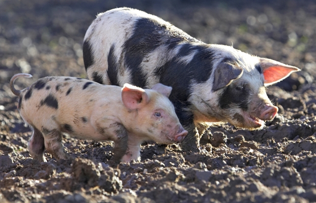 Tamworth - Gloucester Old Spot Piglets
Not our idea...!  We are looking for a good home for the piglets and their two Gloucester Old Spot mothers.  See our posting on the Gloucester Old Spot [url=http://www.oldspots.com/forum/topic.asp?TOPIC_ID=738]forum[/url].
Keywords: Gloucester Old Spot Tamworth piglets