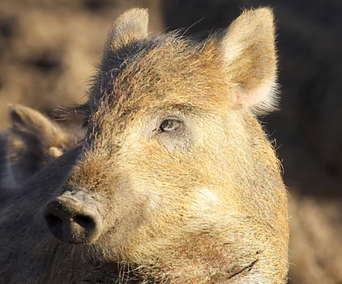 Wild Boar Piglet -- On Alert
One of our own wild boar piglets, on a sunny winter day - February 3 2007.
Keywords: wild boar piglet sunshine sunny winter