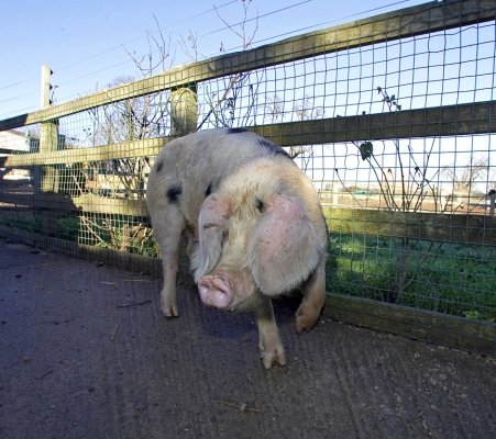Gloucester Old Spot Sow
Gregorz brought her into the stable yard on this sunny (and warm) winter day to give her a good bath --- and a one-hour break from her piglets.  She enjoyed the break, but was then happy to go back.
Keywords: Gloucester Old Spot sow pig