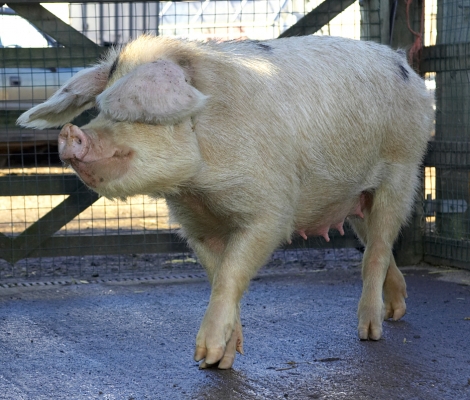Gloucester Old Spot Sow
We are looking for a good home for this lady:  quite a tall GOS sow.  And, of course, her Tamworth-GOS cross piglets.
Keywords: Gloucester Old Spot sow GOS pig pork