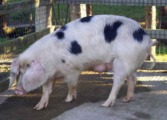 Gloucester Old Spot Sow
A farmer brought this sow, and another, to become impregnated by our Tamworth boar.  He's just never come to pick them up --- or their piglets.  We are looking for a good home for the sows and Tamworth/GOS cross piglets.
Ključne besede: Gloucester Old Spot sow GOS pig
