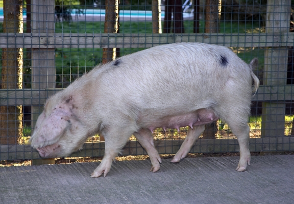 Gloucester Old Spot Sow
Trefwoorden: Gloucester Old Spot pig sow GOS pig GOS sow