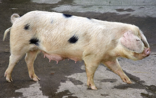 Gloucester Old Spot Sow
Keywords: Gloucester Old Spot sow GOS pig GOS sow