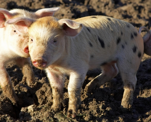 Gloucester Old Spot - Tamworth Piglets
Klíčová slova: Gloucester Old Spot GOS pigs piglets Tamworth
