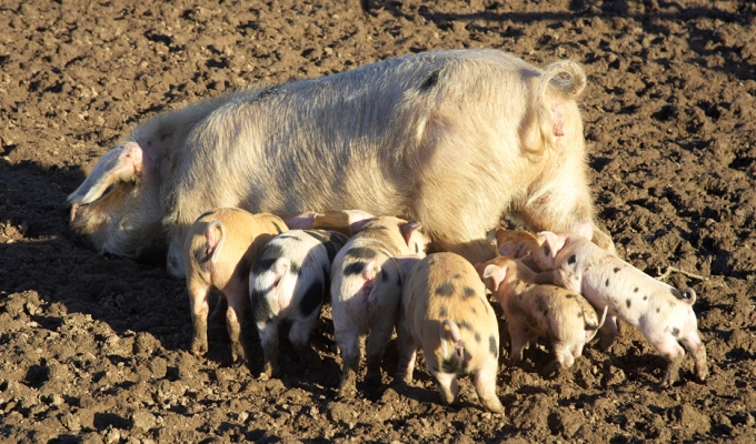Feedin' Time...!
Mom had been in the stable yard for an hour or so --- a bit of a break, and so she could have a nice warm bath.  But babies (from her litter, and another litter) were happy to see her back again.  And she obliged by lying down right there in the dirt!  Only some of these piglets are hers, but she's not bothered.
Keywords: Gloucester Old Spot Tamworth feeding nursing GOS
