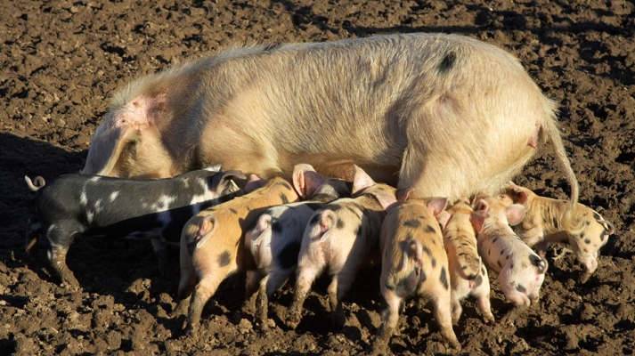 Gloucester Old Spot Sow
And two litters of GOS/Tamworth piglets.
Keywords: Gloucester Old Spot GOS pig piglets Tamworth nursing feeding