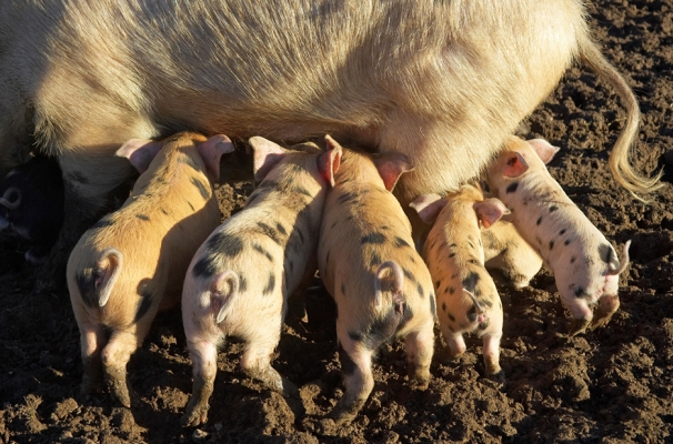 Feeding
Gloucester Old Spot sow and GOS/Tamworth piglets, from two litters.
Ключови думи: Gloucester Old Spot sow GOS sow piglets Tamworth