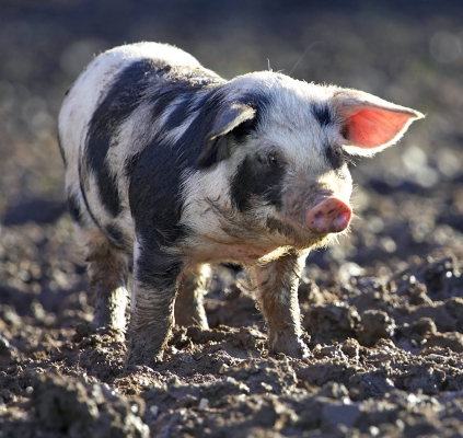 A Tamworth - Gloucester Old Spot Piglet
With GOS markings and the floppy ears.
Palabras clave: Gloucester Old Spot piglet GOS piglet Tamworth floppy ear