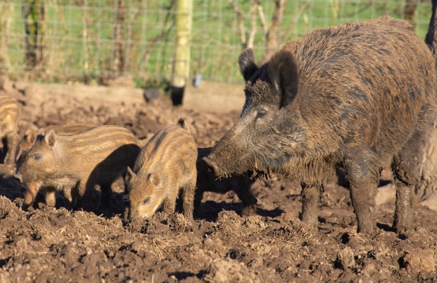 Wild Boar Piglets and their Mom
On a sunny, and warm, winter day - February 3 2007
Schlüsselwörter: wild boar piglets wild boar sow