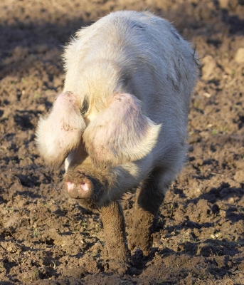Gloucester Old Spot Sow
How does she see where she's going with those floppy ears?
Keywords: Gloucester Old Spot sow GOS pig floppy ears blind