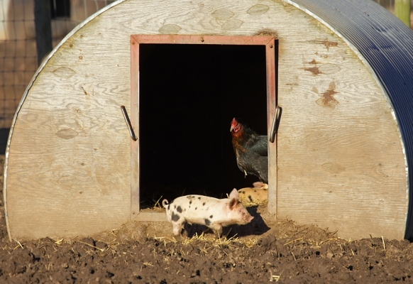 The Pig Arc
With a Black Rock chicken standing guard.
Ключови думи: Black Rock Chicken Tamworth Gloucester Old Spot piglet pig arc