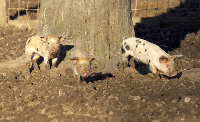 Three Piglets
The piglets are Tamworth - Gloucester Old Spot crosses.
Keywords: Tamworth Gloucester Old Spot cross GOS cross piglets