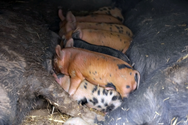 Hey, leave some for me
Schlüsselwörter: Tamworth Berkshire pig piglet