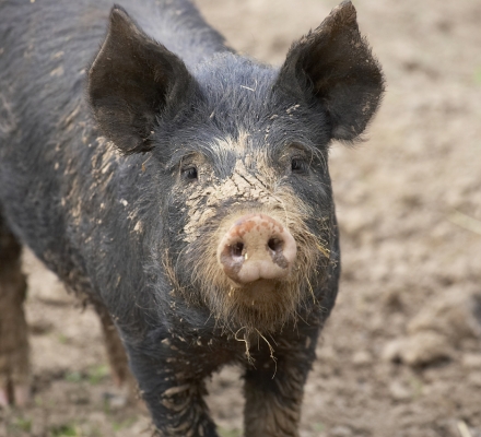 Got any food?
Palabras Clave: Berkshire pig