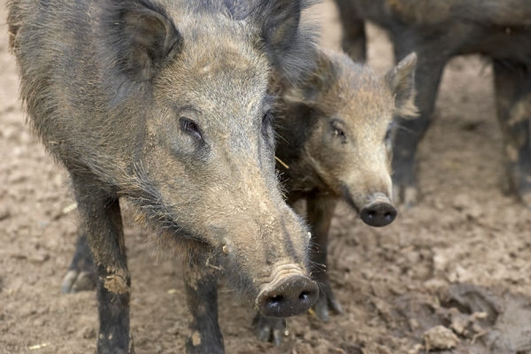 Mother and Child
A couple of wild pigs at Whitecroft.
Ключові слова: wild boar wild pigs mother child