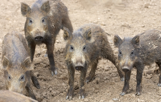 We're not hoodies!
Anahtar kelimeler: Wild Boar piglets