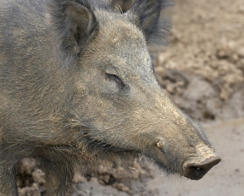 Shall I dive in?
Keywords: Wild Boar