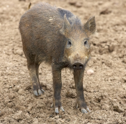 The watch bird
Schlüsselwörter: Wild boar