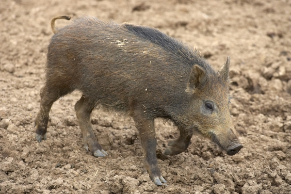 Time to explore
Schlüsselwörter: Wild boar