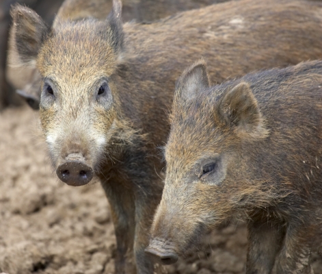 Wot you lookin' at?!
Anahtar kelimeler: Wild boar