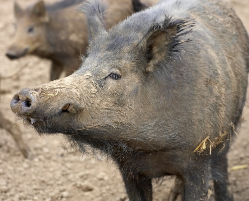 Sniff, sniff
Anahtar kelimeler: Wild boar