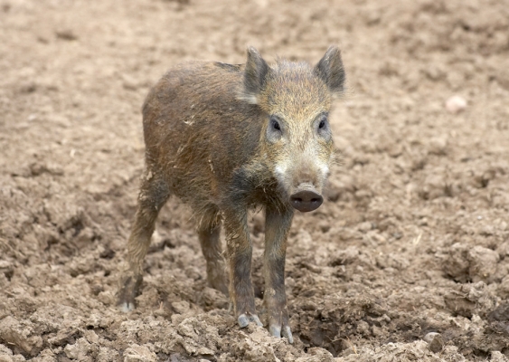 Wassup!
الكلمات الإستدلالية(لتسهيل البحث): Wild boar
