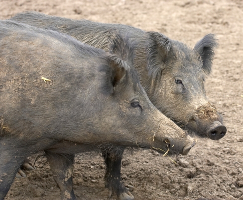 What shall we do now?
Anahtar kelimeler: Wild boar