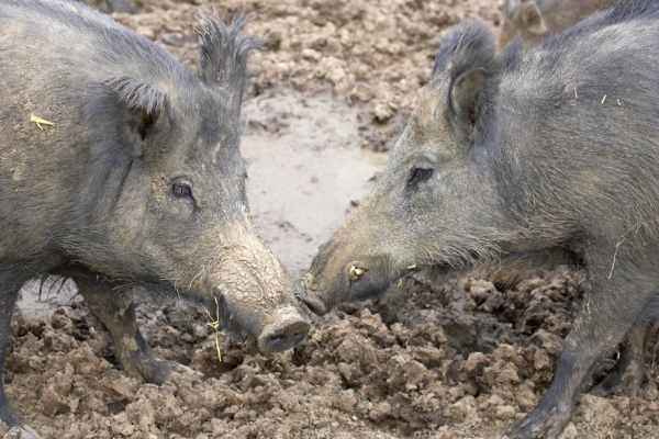 Gissus a kiss
Keywords: Wild boar