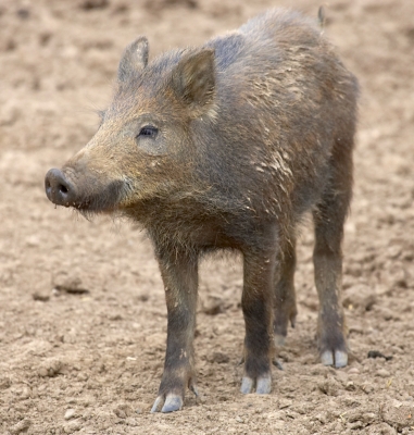 Wot's going on over there?
Ključne besede: Wild boar