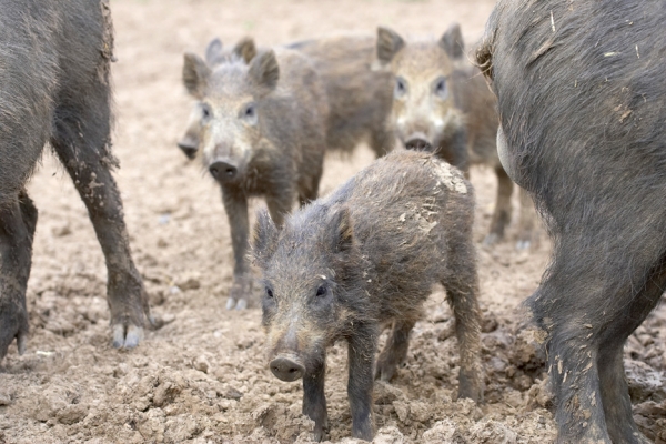 Is there food over there?
Keywords: Wild Boar