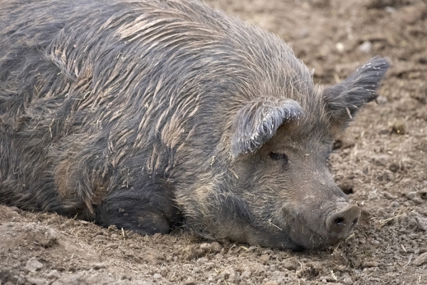 Oooh, mud, lovely mud
Palabras clave: Berkshire pig