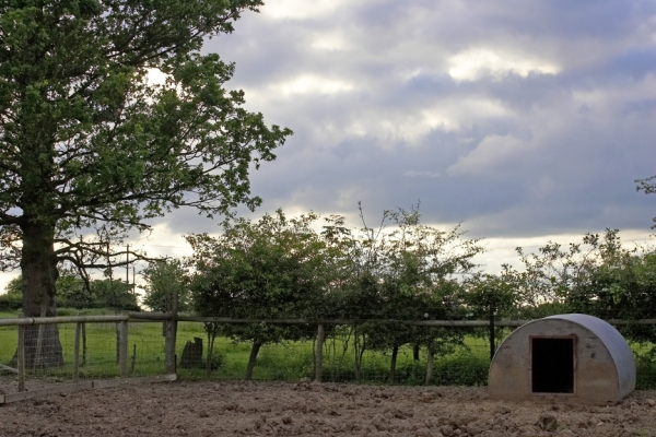 Pig Arc at Sunset
A pig arc at the back of Maggot's Croft at sunset.
Palabras Clave: Maggot's Croft sunset pig arc
