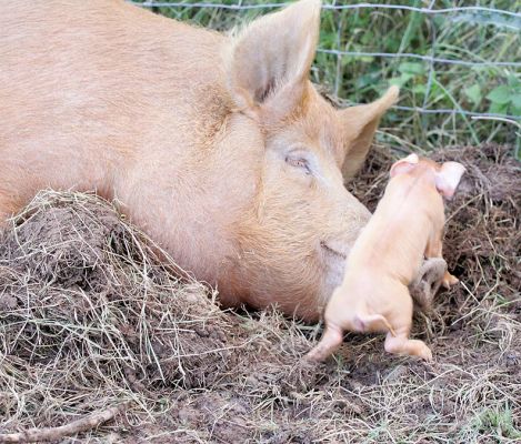 The Piglet Jumping Over Mom's Nose
The Tamworth piglet is less than a day old.
Schlüsselwörter: Tamworth pig piglet Lucies Farm nose