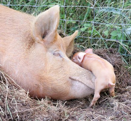 Tamworth Sow and Her Piglet
Anahtar kelimeler: Tamworth pig piglet sow red pig Lucies Farm pork