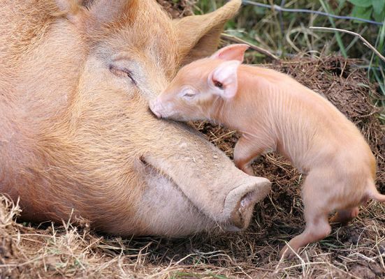 Tamworth Pig and Her Piglet
Λέξεις-κλειδιά: Tamworth sow pig piglet Lucies Farm motherhood