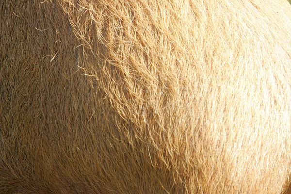 Tamworth Pig Fur
Or is it called bristle?
Słowa kluczowe: Tamworth pig hair bristle pig Lucies Farm