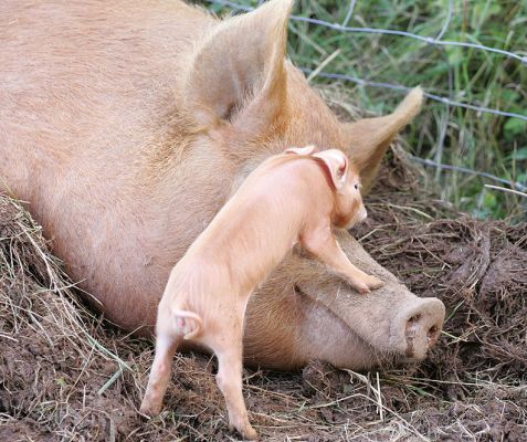 Climbing on Mother's Nose
A Tamworth sow and a newly-born piglet.
Ключові слова: Tamworth sow piglet nose motherhood Lucies Farm